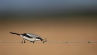 Paruhnya yang kecil digunakan untuk menggigit tulang belakang buruannya. Ketika dapat diguncang dan ditancapkan ke tempat tajam. (Getty Images/iStockphoto)
