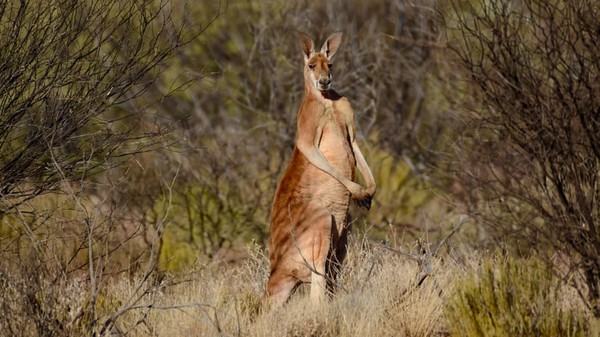 Kanguru merah adalah marsupial terbesar di dunia. Mereka bisa tumbuh hingga sebesart 91 kilogram dan pejantan dapat berdiri setinggi hampir dua meter. Taman Nasional Mungo Australia di pedalaman adalah salah satu tempat terbaik untuk melihat kanguru merah. Kanguru merah adalah marsupial terbesar di dunia. Mereka bisa tumbuh hingga sebesart 91 kilogram dan pejantan dapat berdiri setinggi hampir dua meter. Taman Nasional Mungo Australia di pedalaman adalah salah satu tempat terbaik untuk melihat kanguru merah.