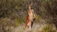 Kanguru merah adalah marsupial terbesar di dunia. Mereka bisa tumbuh hingga sebesart 91 kilogram dan pejantan dapat berdiri setinggi hampir dua meter. Taman Nasional Mungo Australia di pedalaman adalah salah satu tempat terbaik untuk melihat kanguru merah.