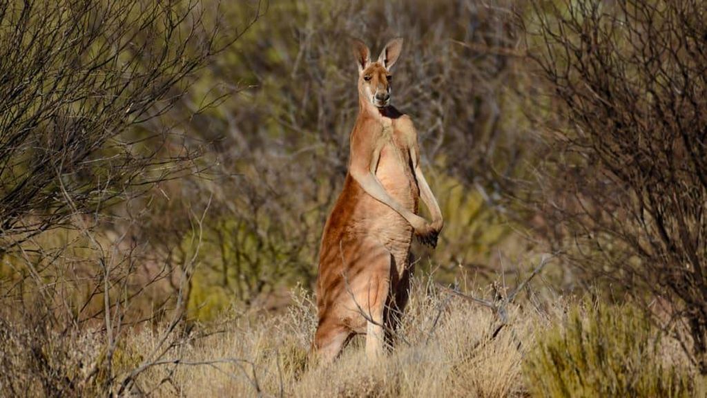 Kakek di Australia Tewas Diserang Kanguru Peliharaan