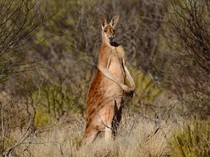 Mengapa Kanguru Hanya Ada di Australia? Begini Penjelasan Sains