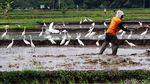 Terjaganya Habitat Burung Kuntul di Wonogiri