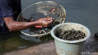 Tangannya terlihat cekatan menangkap keong di danau tersebut.
