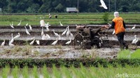 Burung-burung memakan binatang-binatang kecil di sawah seperti ikan, keong, belalang, katak, cacing, dan belut.