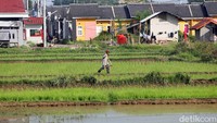 Para petani beranjak ke sawah saat matahari terbit dan pulang saat siang hari.