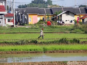 Kena PHK, Banyak Masyarakat yang Balik Lagi Jadi Petani