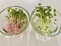 Jenis Sayuran Microgreen - Kimberly Nash