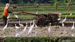 Terjaganya Habitat Burung Kuntul di Wonogiri