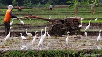 Kuntul adalah sebutan untuk burung dari keluarga Ardeidae. Burung ini berkaki panjang, berleher panjang, dan tersebar di seluruh dunia. 