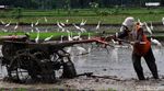 Terjaganya Habitat Burung Kuntul di Wonogiri