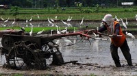 Sebelum petani mulai menanam kembali padi di sawah biasanya lahan sawah dibajak terlebih dahulu. Saat membajak inilah beberapa hewan yang berada di balik tanah muncul ke permukaan. Hewan-hewan inilah yang menjadi makanan utama Burung Kuntul atau Blekok Sawah (Ardeola speciosa).
