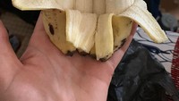 Pisang juga harusnya tumbuh satuan dan tidak menempel. Namun seseorang menemukan 4 buah pisang dalam satu kulit yang sama dan saling menempel. Foto: Istimewa