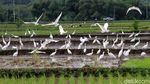 Terjaganya Habitat Burung Kuntul di Wonogiri