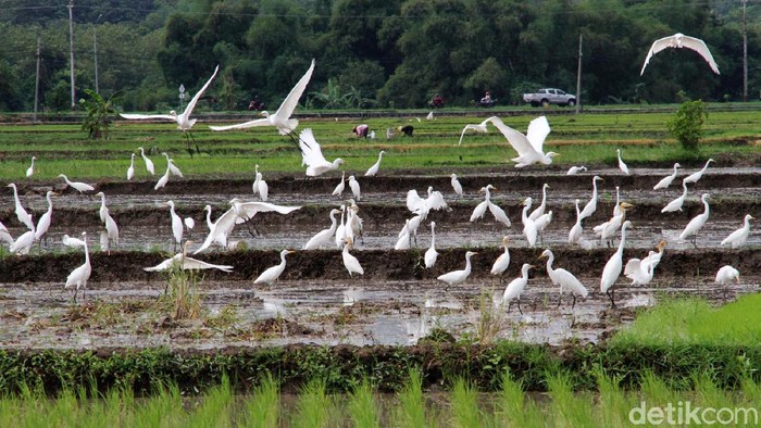 Terjaganya Habitat Burung Kuntul di Wonogiri Habitat burung kuntul masih terjaga di area persawahan di Wonogiri, Jawa Tengah. Burung-burung ini tampak aman saat mencari makan di lahan pertanian.