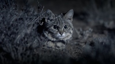 Awas! Kucing Ini Gemesin tapi Mematikan