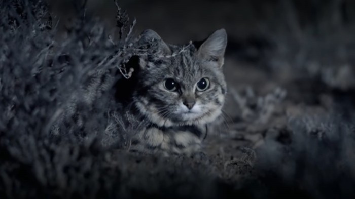 si kaki hitam atau black-footed cat, kucing liar terkecil dan mematikan dunia