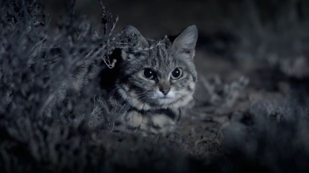 Si Kaki Hitam, Kucing Imut yang Mematikan - Halaman 2