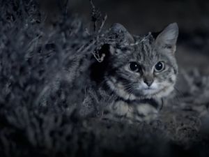 Terinspirasi Kucing, Peneliti Kembangkan Mata Robot yang Bisa Melihat Dalam Gelap