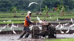 Terjaganya Habitat Burung Kuntul di Wonogiri