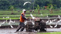 Mereka tidak takut walaupun jaraknya cukup dekat dengan petani yang sedang menggarap lahan.