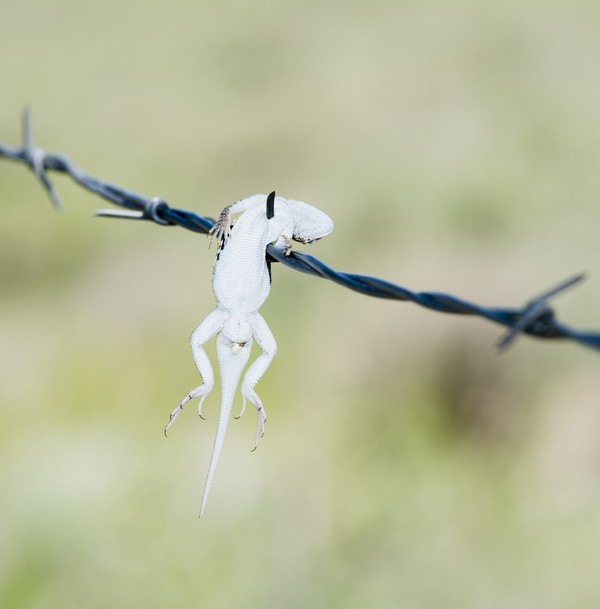 Ranting pohon sampai kawat berduri jadi saksi kesadisan shrike. (Getty Images/iStockphoto)