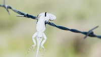 Ranting pohon sampai kawat berduri jadi saksi kesadisan shrike. (Getty Images/iStockphoto)