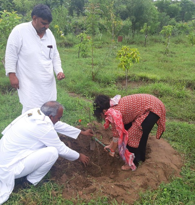 Maka setiap ada bayi perempuan lahir, warga desa Piplantri akan menanam 111 pohon. Dalam budaya India, angka 111 dipercaya bisa membawa kesuksesan dan keberuntungan. Foto: Facebook/Piplantri Community