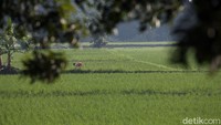 Beragam aktivitas dilakukan para petani mulai dari membajak sawah hingga membersihkan rumput di sela-sela tanaman padi.