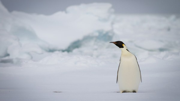Penguin kaisar berada di Antartika dan merupakan penguin terbesar di dunia dengan tinggi rata-rata 1,1 meter. Beratnya dapat mencapai 45 kilogram. Penguin dapat bertahan di bawah air hingga 22 menit dan merupakan satu-satunya burung yang berkembang biak dalam musim dingin Antartika yang ekstrem.