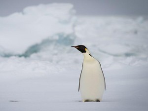 Sebelum Sambut Pengunjung, Penguin Nonton Film Natal