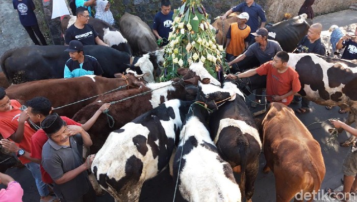 Tradisi arak-arakan sapi di Boyolali sambut Syawal 2019 lalu