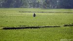Geliat Petani Cikarang di Tengah Pandemi Corona