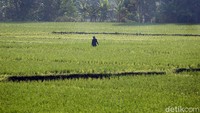 Seorang petani mengecek tanaman padi di sawahnya. Butuh waktu beberapa bulan lagi tanaman padi ini bisa dipanen.