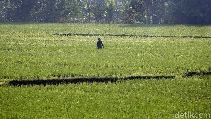 Merebaknya wabah Virus Covid-19 (Corona) tampaknya tidak terlalu risau dan tak berpengaruh pada kehidupan petani di wilayah Cikarang, Kabupaten Bekasi, Jawa Barat. Mereka tetap menggarap sawahnya.