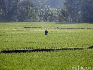 RNI Kebagian Garap Lahan Sawah Baru di Kalteng