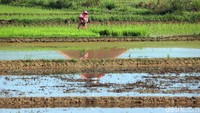Ada juga yang sudah melakukan penanaman padi.
