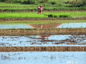 Lahan Rawa di Kalteng Siap Digarap Jadi Sawah Baru Bulan Depan
