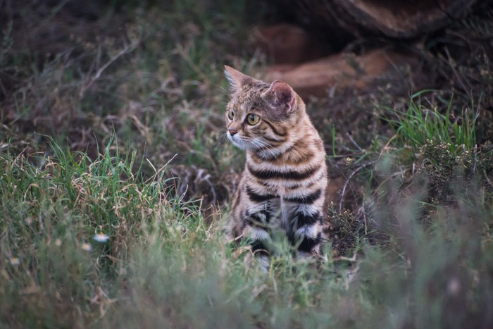 si kaki hitam atau black-footed cat, kucing liar terkecil dan mematikan dunia
