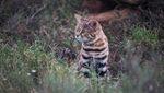 Awas! Kucing Ini Gemesin tapi Mematikan