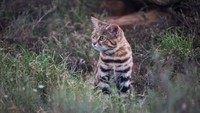Nama ilmiahnya Felis Nigripes dan menjadi hewan endemik dari Afrika Selatan. (Getty Images/iStockphoto)