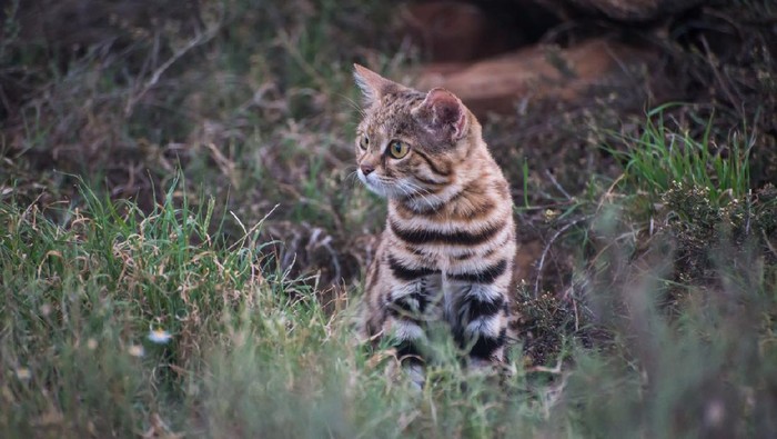 si kaki hitam atau black-footed cat, kucing liar terkecil dan mematikan dunia