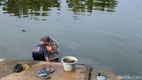 Dia juga rela basah kuyub saat mencari keong di danau tersebut.