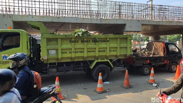 Suku Dinas Kehutanan Jaksel menebang pohon pagi hari dan menimbulkan kemacetan di Lentang Agung