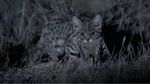 Awas! Kucing Ini Gemesin tapi Mematikan