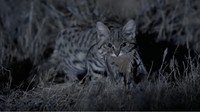 Julukannya adalah kucing liar terkecil dan mematikan Afrika. (Youtube)