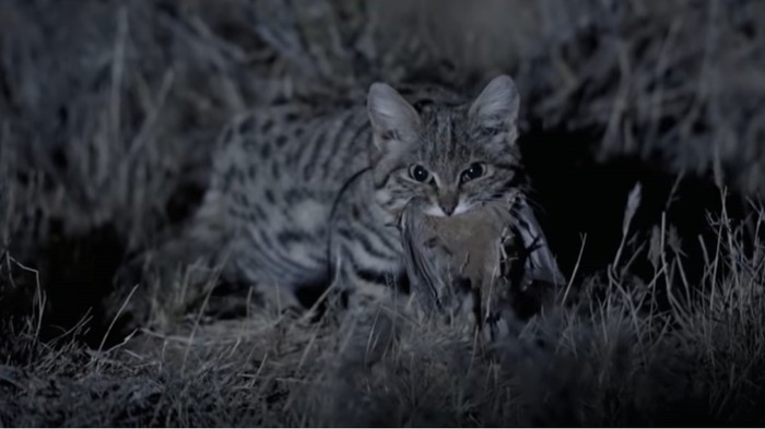 si kaki hitam atau black-footed cat, kucing liar terkecil dan mematikan dunia