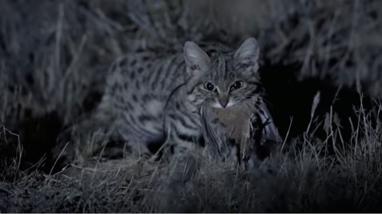 Si kaki hitam si kaki hitam atau black-footed cat, kucing liar terkecil dan mematikan dunia