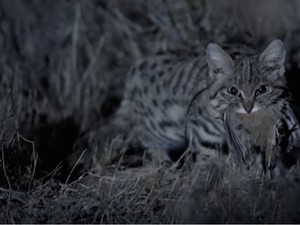 Si Kaki Hitam, Kucing Imut yang Mematikan