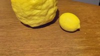 Lemon jumbo pun pernah ditemukan. Biasanya lemon hanya berukuran kecil, namun seorang wanita memanen lemon berukuran jumbo seperti kepala manusia. Foto: Istimewa