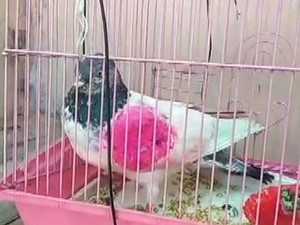 Warga Pakistan Minta PM India Kembalikan Burung Merpatinya yang Ditahan
